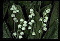 01001-00092-White Flowers-Lily of the Valley.jpg