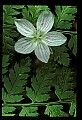 01001-00093-White Flowers-Spring Beauty.jpg