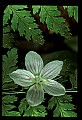 01001-00094-White Flowers-Spring Beauty.jpg