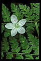 01001-00096-White Flowers-Spring Beauty.jpg