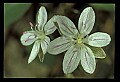 01001-00097-White Flowers-Spring Beauty.jpg