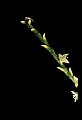 01001-00104-White Flowers-Jumpseed or Virginia Knotweed.jpg