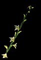 01001-00105-White Flowers-Jumpseed or Virginia Knotweed.jpg