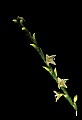 01001-00106-White Flowers-Jumpseed or Virginia Knotweed.jpg