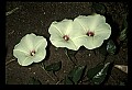 01001-00107-White Flowers-Wild Potato Vine.jpg