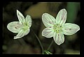 01001-00110-White Flowers-Spring Beauty.jpg