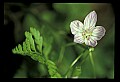 01001-00118-White Flowers-Spring Beauty.jpg