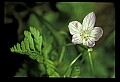 01001-00119-White Flowers-Spring Beauty.jpg