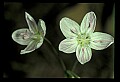 01001-00121-White Flowers-Spring Beauty.jpg