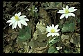 01001-00127-White Flowers-Bloodroot.jpg