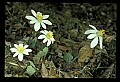 01001-00129-White Flowers-Bloodroot.jpg