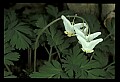 01001-00140-White Flowers-Dutchman's Breeches.jpg