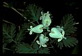 01001-00144-White Flowers-Squirrel Corn.jpg