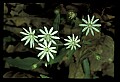 01001-00148-White Flowers-Great Chickweed.jpg
