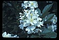 01001-00153-White Flowers-Dewberry Blossoms.jpg