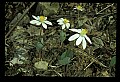01001-00163-White Flowers-Bloodroot.jpg
