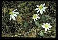 01001-00165-White Flowers-Bloodroot.jpg