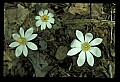 01001-00166-White Flowers-Bloodroot.jpg