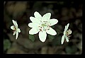 01001-00183-White Flowers.jpg