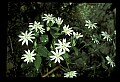 01001-00185-White Flowers-Great Chickweed.jpg
