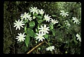 01001-00186-White Flowers-Great Chickweed.jpg