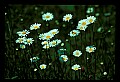 01001-00198-White Flowers-Oxeye Daisy.jpg