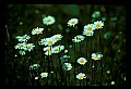 01001-00199-White Flowers-Oxeye Daisy.jpg