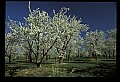 01001-00214-White Flowers-Cherry Blossoms.jpg