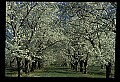 01001-00215-White Flowers-Cherry Blossoms.jpg