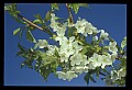 01001-00217-White Flowers-Cherry Blossoms.jpg