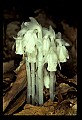 01001-00218-White Flowers-Indian Pipe.jpg
