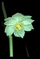 01001-00224-White Flowers-Mayapple Blossom.jpg