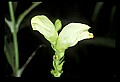 01001-00236-White Flowers-Turtlehead.jpg