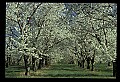 01001-00242-White Flowers-Cherry Blossoms.jpg