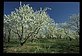 01001-00244-White Flowers-Cherry Blossoms.jpg