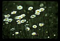 01001-00245-White Flowers-Oxeye Daisy.jpg