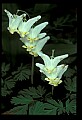01001-00253-White Flowers-Dutchman's Breeches and Squirrel Corn.jpg