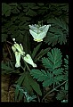01001-00254-White Flowers-Dutchman's Breeches and Squirrel Corn.jpg
