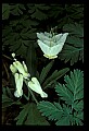 01001-00255-White Flowers-Dutchman's Breeches and Squirrel Corn.jpg