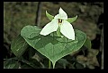 01001-00256-White Flowers-Triilium.jpg