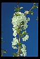 01001-00260-White Flowers-Cherry Blossom.jpg