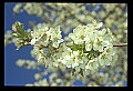 01001-00261-White Flowers-Cherry Blossom.jpg