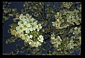 01001-00262-White Flowers-Cherry Blossom.jpg