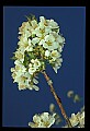 01001-00263-White Flowers-Cherry Blossom.jpg
