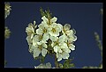 01001-00264-White Flowers-Cherry Blossom.jpg