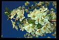 01001-00265-White Flowers-Cherry Blossom.jpg