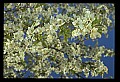 01001-00268-White Flowers-Cherry Blossom.jpg