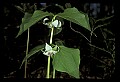 01001-00272-White Flowers-Nodding Trillium.jpg