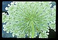 01001-00274-White Flowers-Wild Carrot or Queen Anne's Lace.jpg