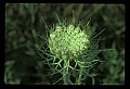 01001-00275-White Flowers-Wild Carrot or Queen Anne's Lace.jpg